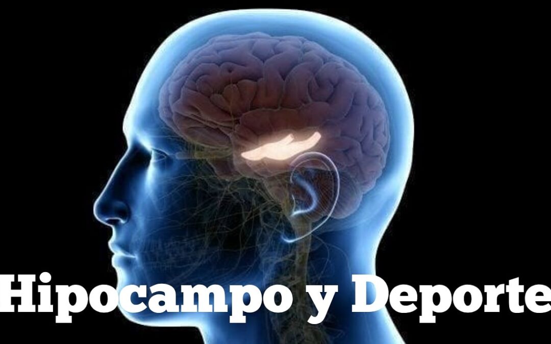 Hipocampo y Deporte