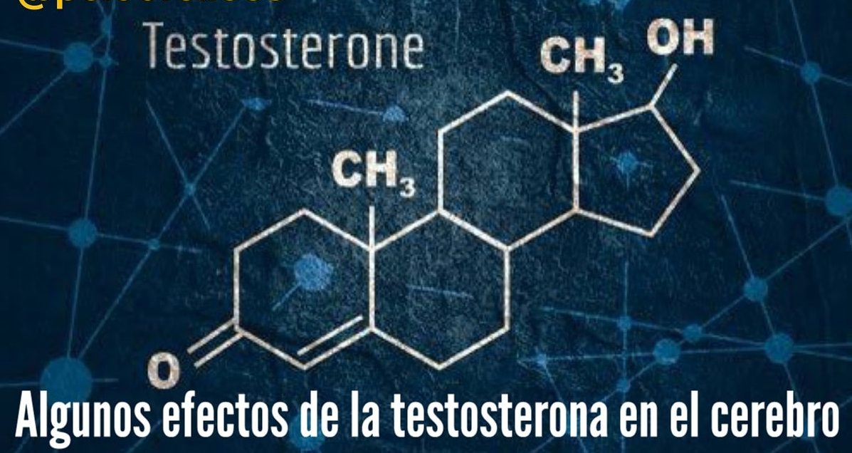 Algunos efectos de la testosterona en el cerebro