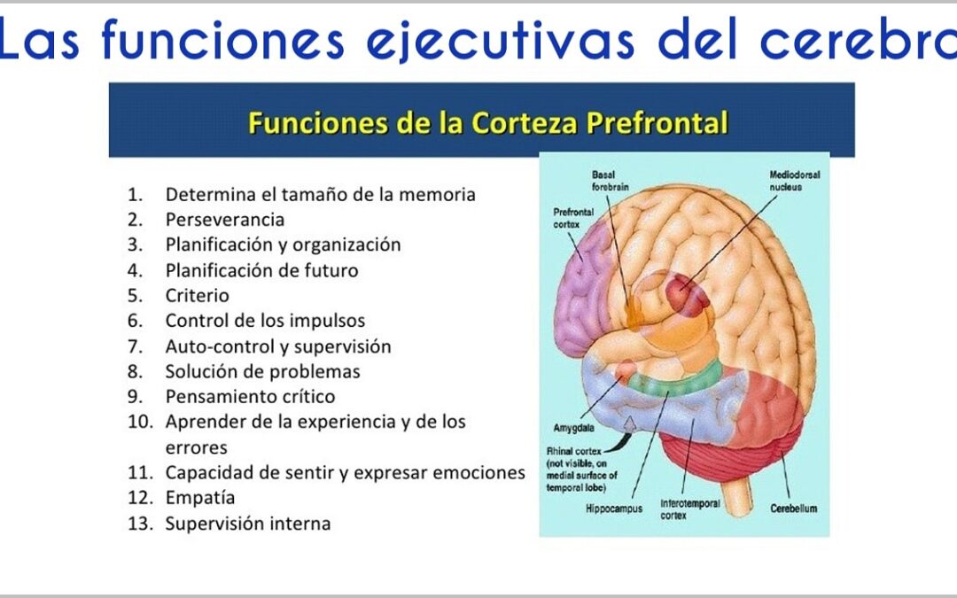 Las funciones ejecutivas del cerebro