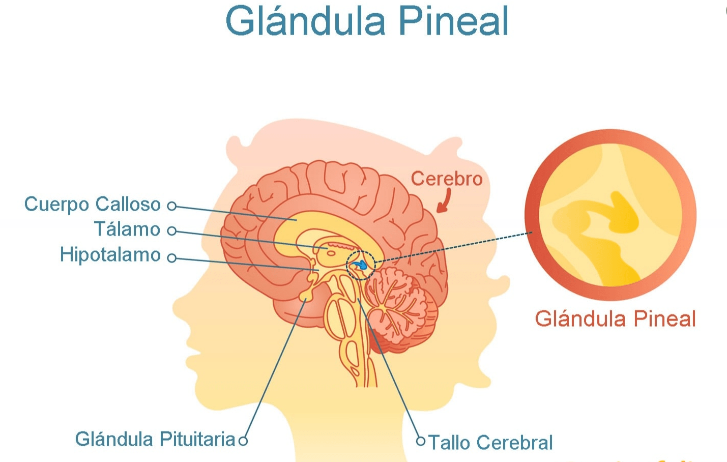La glándula pineal - SesionOnline.com